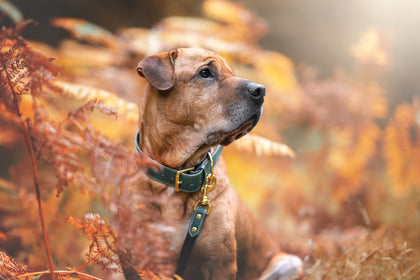 Dog Collars & Leashes